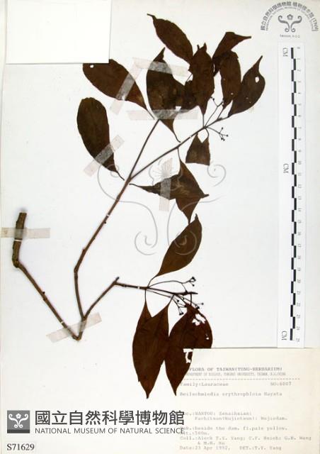 瓊楠藏品圖，第1張