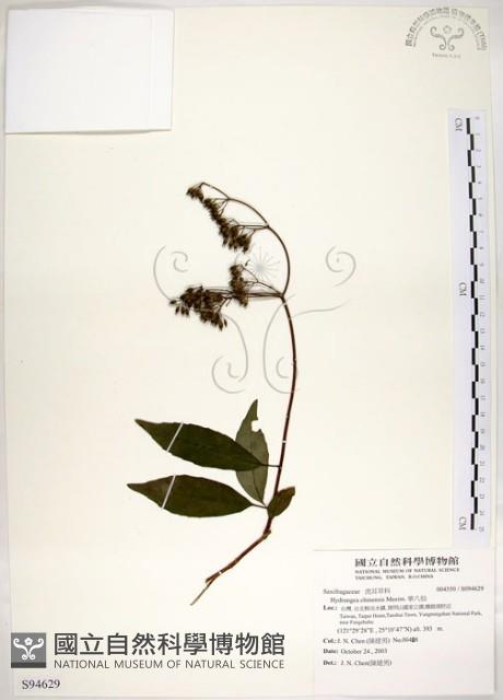 華八仙藏品圖，第1張