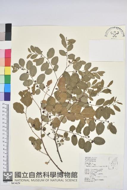 多花油柑、白仔藏品圖，第1張