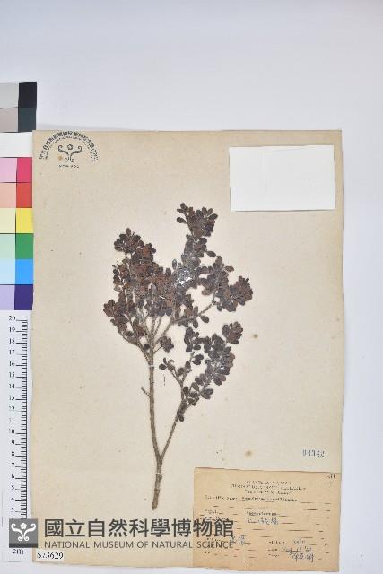 高山越橘藏品圖，第1張