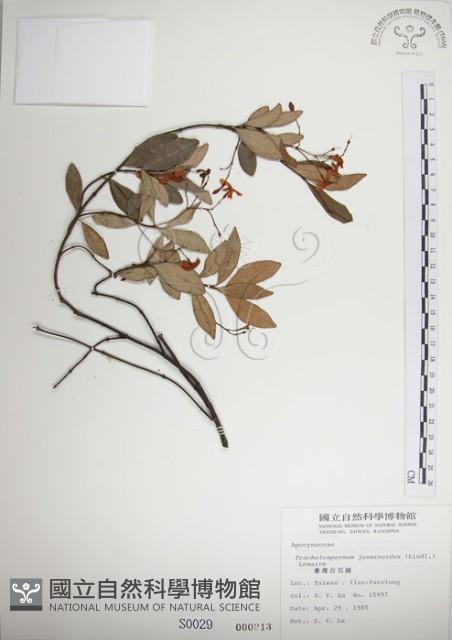 絡石藏品圖，第1張