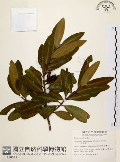 大頭茶藏品圖，第1張