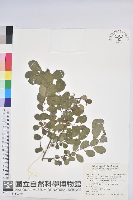 密花白飯樹藏品圖，第1張