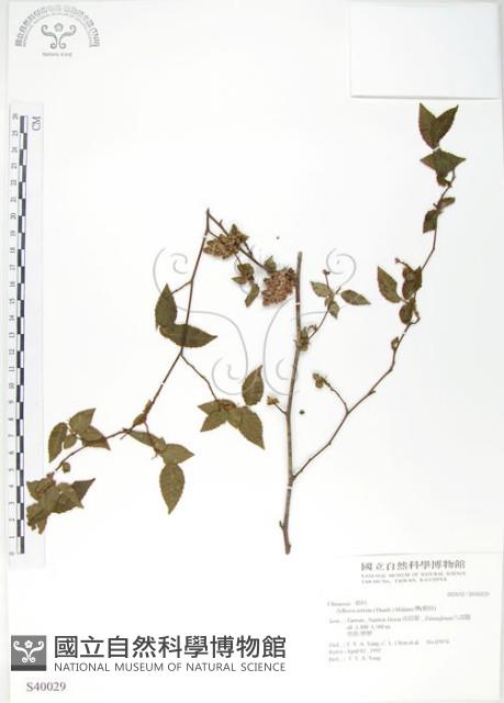 櫸、雞油藏品圖，第1張