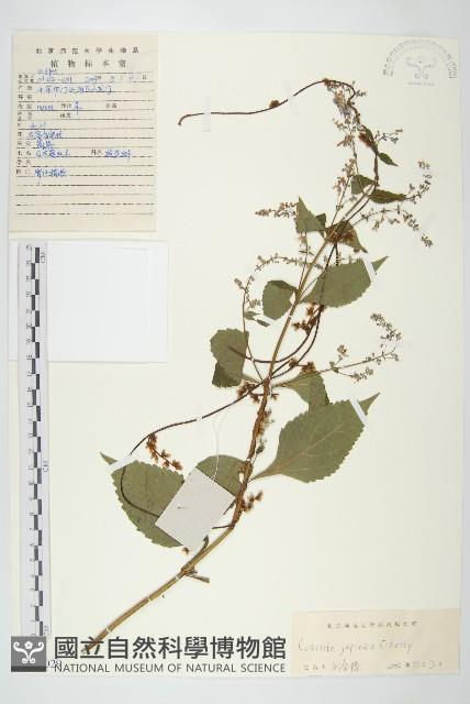 日本菟絲子藏品圖，第1張