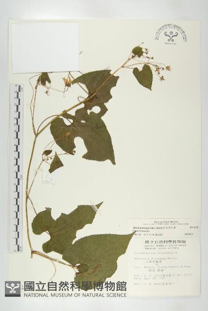 斑花青牛膽藏品圖，第1張