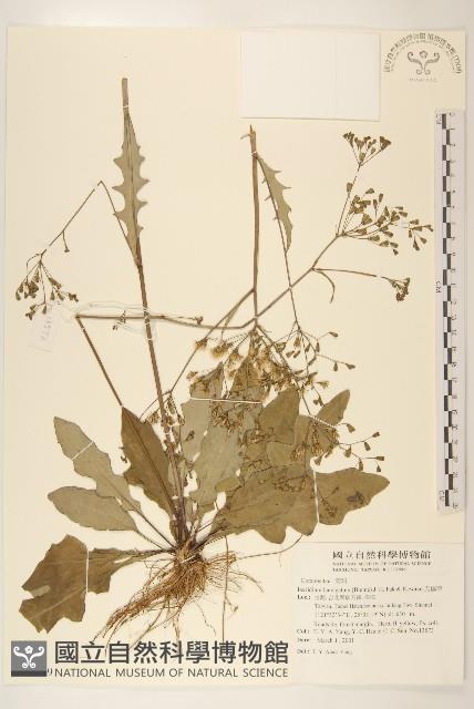 刀傷草藏品圖，第1張