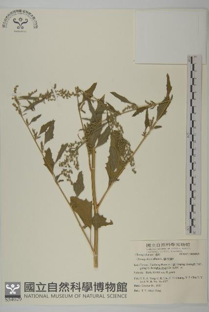 藜、灰藜藏品圖，第1張