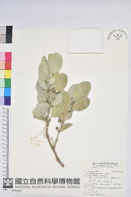 白樹仔藏品圖，第1張