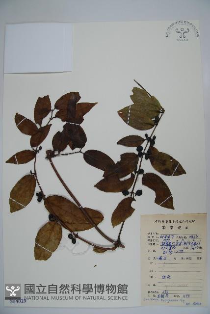 裡白忍冬、紅腺忍冬藏品圖，第1張