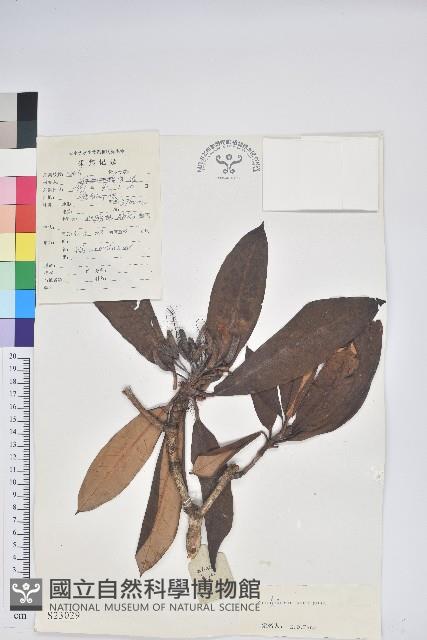 寬鐘杜鵑藏品圖，第1張