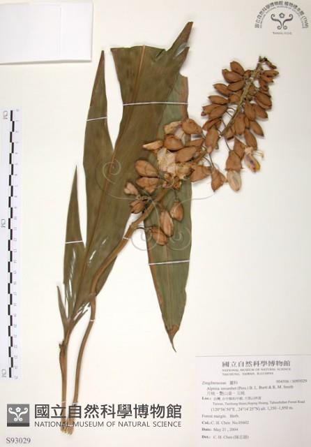 月桃、艷山姜、玉桃藏品圖，第1張