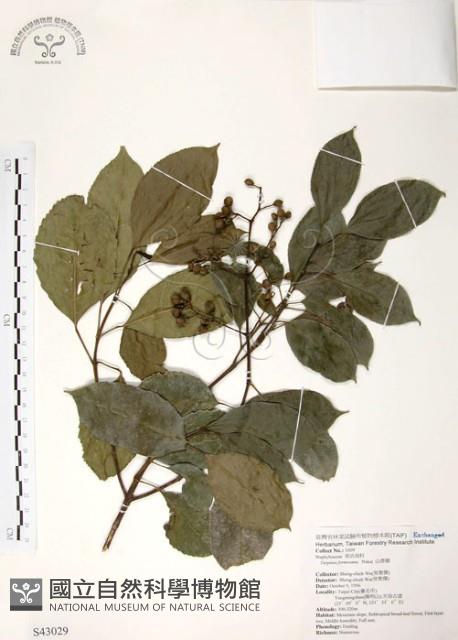 山香圓藏品圖，第1張