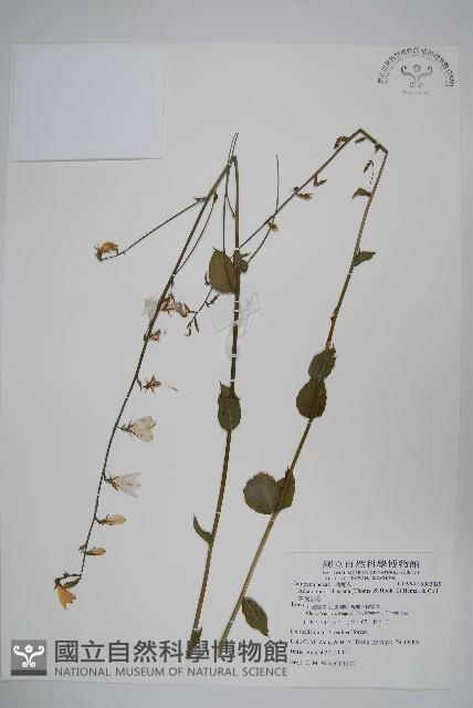 雲南沙參藏品圖，第1張