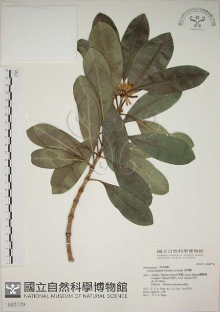 蘭嶼念珠藤藏品圖，第1張