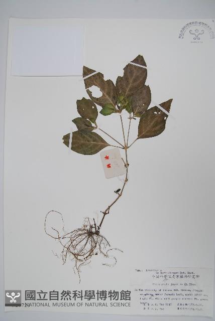 九頭獅子草藏品圖，第1張