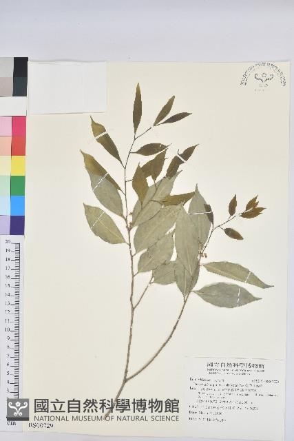 金劍草藏品圖，第1張