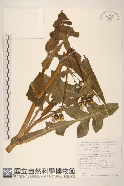 鬼苦苣菜藏品圖，第1張