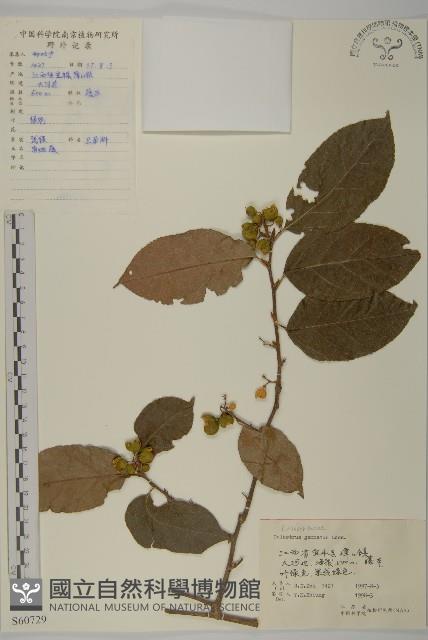 哥蘭葉藏品圖，第1張