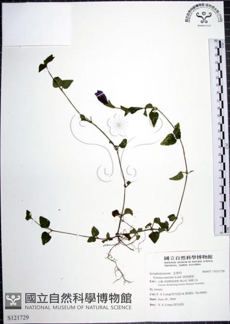 倒地蜈蚣藏品圖，第1張