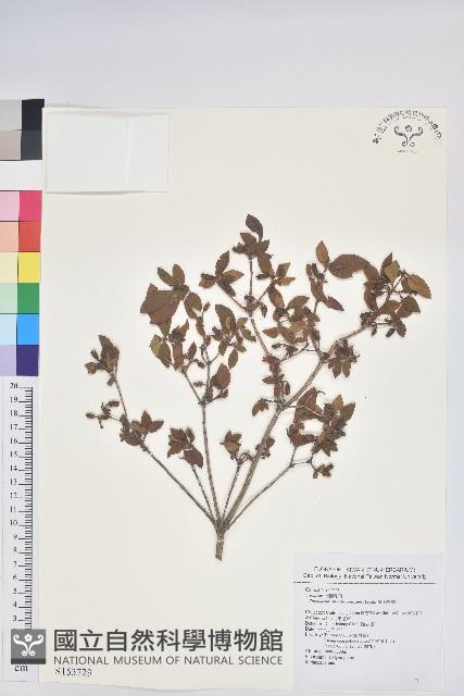 紅毛杜鵑藏品圖，第1張