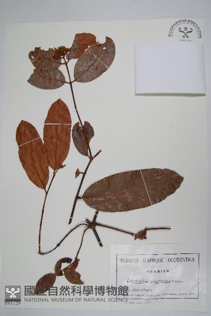 登錄號:S093729藏品圖，第1張