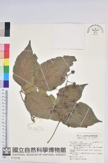 Autumn Maple Tree, Red Cedar Collection Image