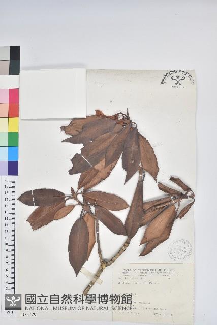 森氏杜鵑、森氏滿江紅藏品圖，第1張