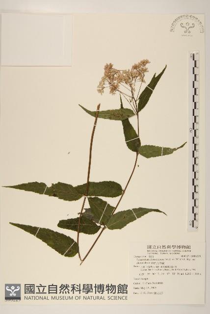田代氏澤蘭藏品圖，第1張