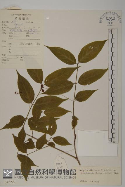 絨楚丘生衛矛藏品圖，第1張