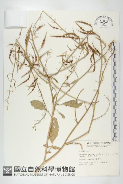 濱萊菔藏品圖，第1張