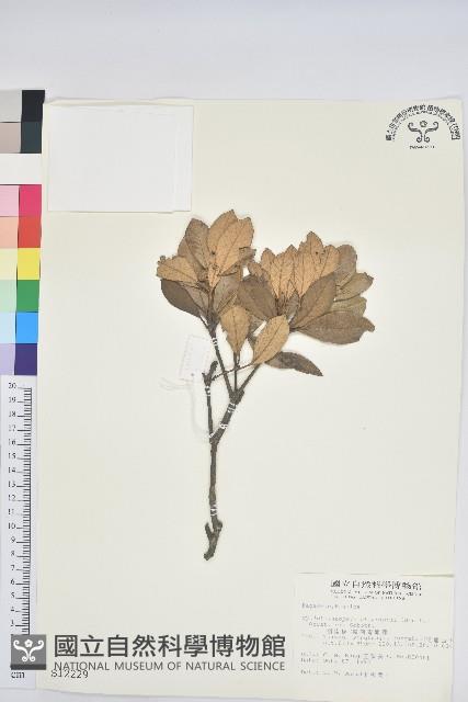 嶺南青剛櫟、嶺南椆藏品圖，第1張