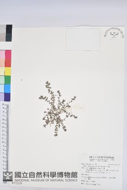 千根草藏品圖，第1張