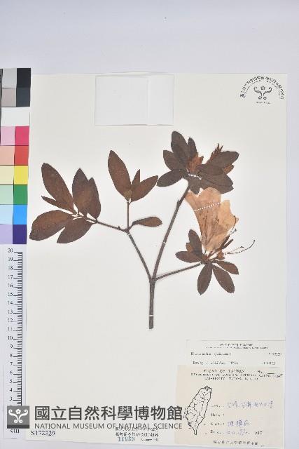 登錄號:S172229藏品圖，第1張