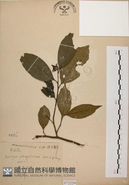 秀柱花藏品圖，第1張