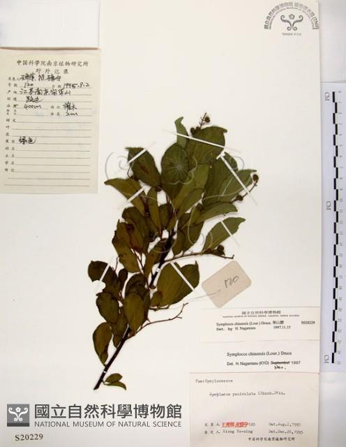 灰木藏品圖，第1張