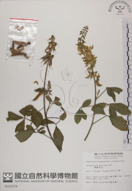 黃野百合藏品圖，第1張