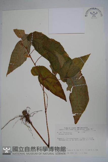 圓果秋海棠藏品圖，第1張