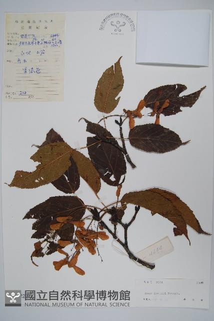 青榨槭藏品圖，第1張