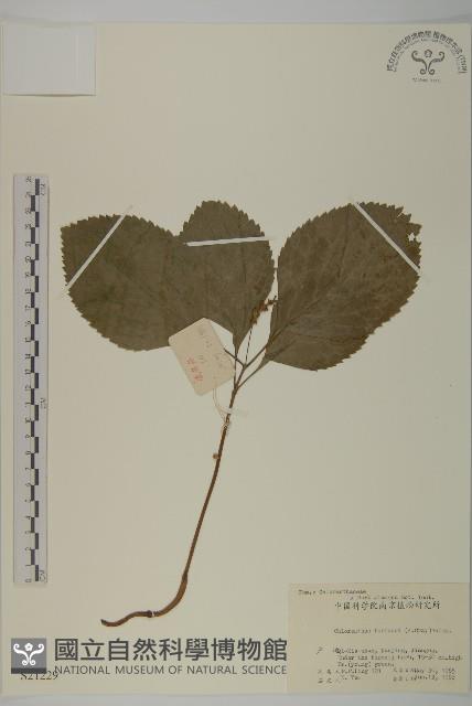 絲穗金粟蘭藏品圖，第1張