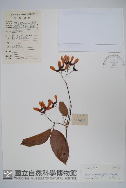 Accession Number:S041229 Collection Image, Figure 1, Total 2 Figures