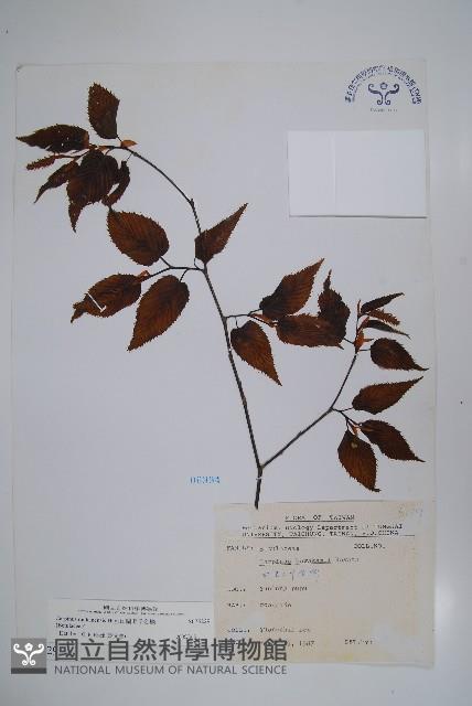 蘭邯千金榆藏品圖，第1張