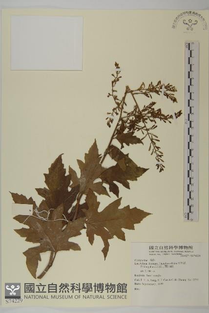 登錄號:S074229藏品圖，第1張