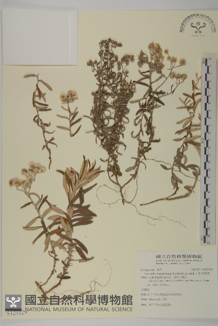 抱莖籟簫藏品圖，第1張