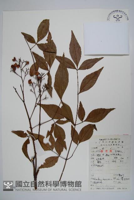 南天竹、天竹、蘭天竹藏品圖，第1張