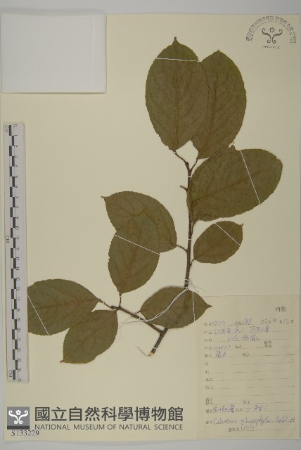 灰葉南蛇藤藏品圖，第1張