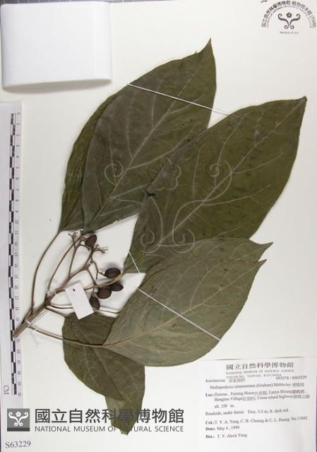 青脆枝藏品圖，第1張