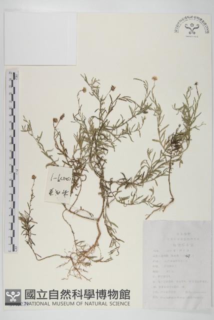 阿爾泰狗哇花藏品圖，第1張