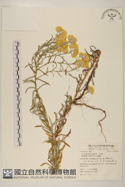 鼠麴草藏品圖，第1張