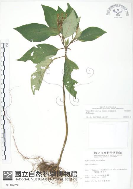 小花蛇根草藏品圖，第1張